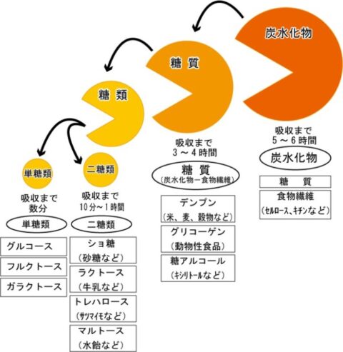 糖の種類と摂取してから吸収時間